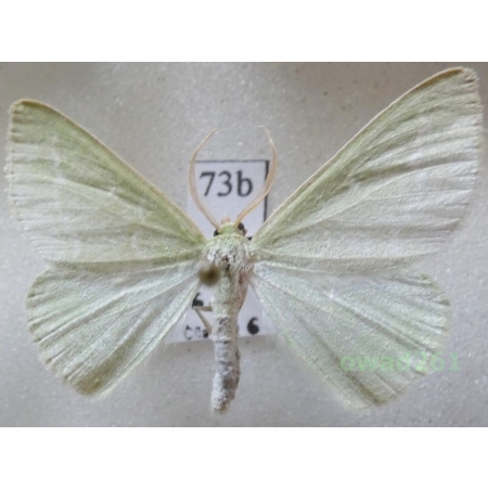 Thetidia smaragdaria (Fabricius, 1787) Czech73b